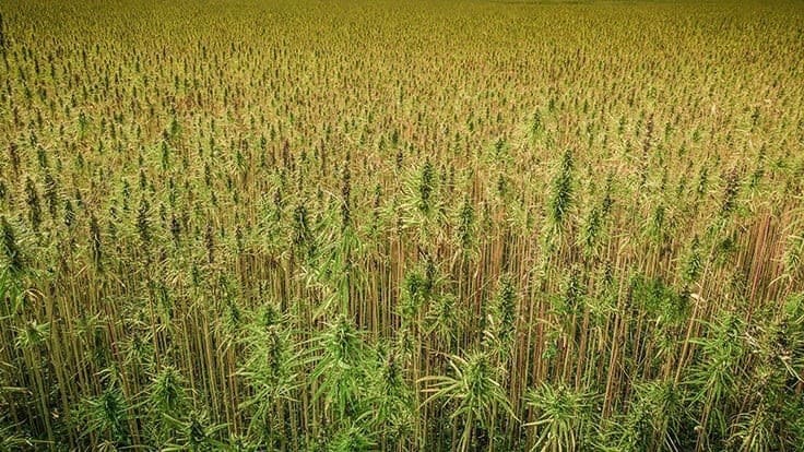 These States Had the Most Growth in Hemp Licenses for 2020